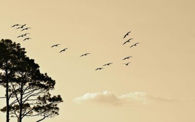 Manifesto sobre os Pactos Globais das Nações Unidas sobre Refugiados e Migrantes