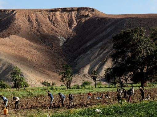 Cultivando o futuro